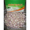 Normal White Garlic Fresh Garlic